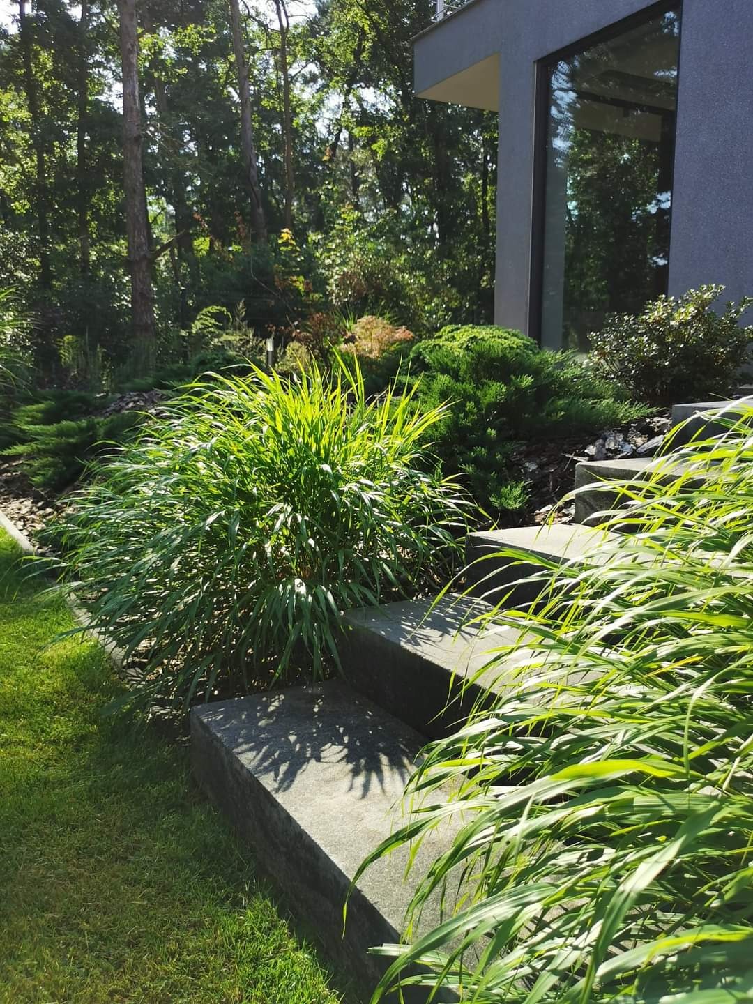 Nowoczesny ogród z zielonymi roślinami ozdobnymi i schodami z szarego kamienia prowadzącymi do budynku z dużym oknem.