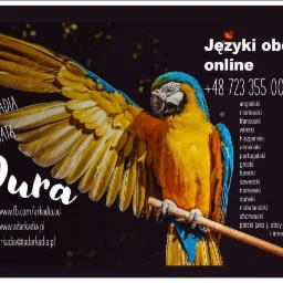 Reklama szkoły językowej online z kolorową papugą na pierwszym planie, nazwy języków obcych i dane kontaktowe na ciemnym tle.