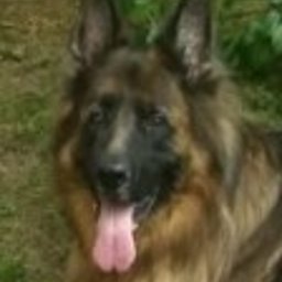 Z psiego punktu widzenia - Projektowanie Stron www Gdynia