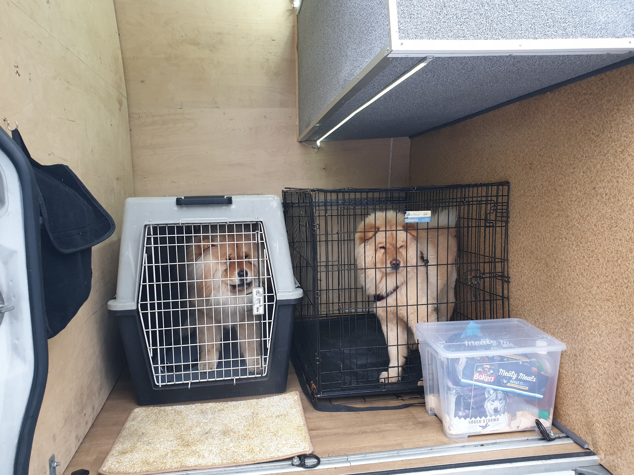 Dwa psy rasy Chow Chow w klatkach transportowych wewnątrz furgonetki z oświetleniem LED, obok pojemnik z karmą dla psów.