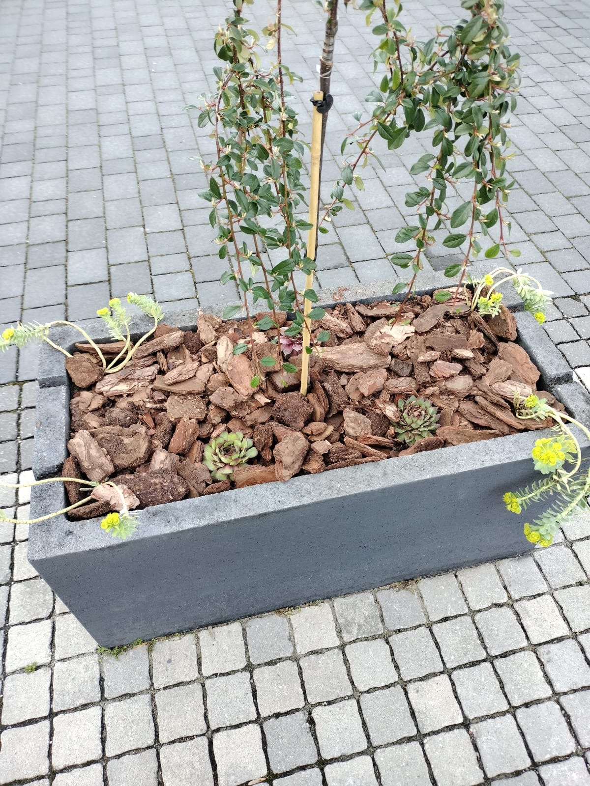 Szary, betonowy kwietnik z korą, sukulentami i małym drzewkiem na kostce brukowej w Lublinie.