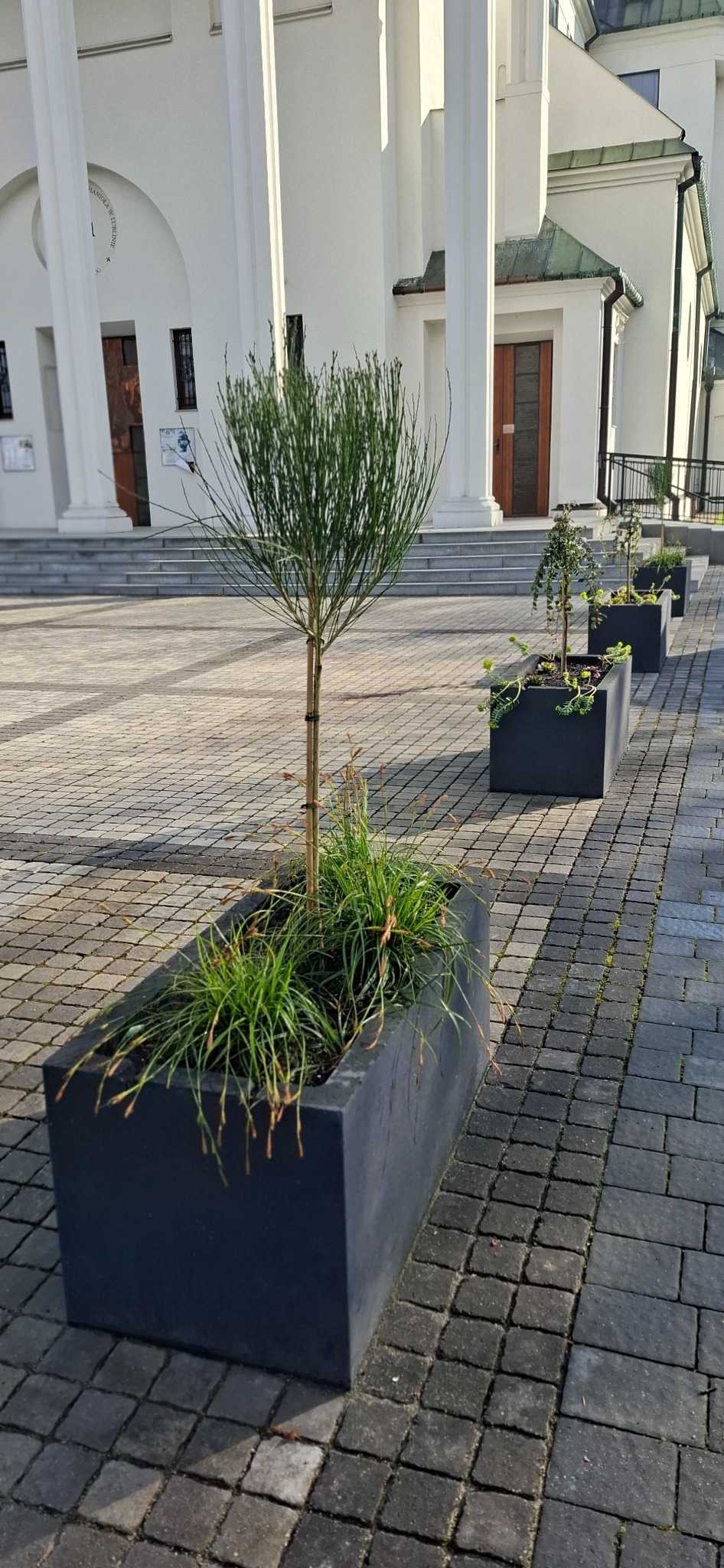 Rząd czarnych, prostokątnych donic z ozdobnymi roślinami ustawionych na brukowanym placu przed budynkiem z kolumnami.