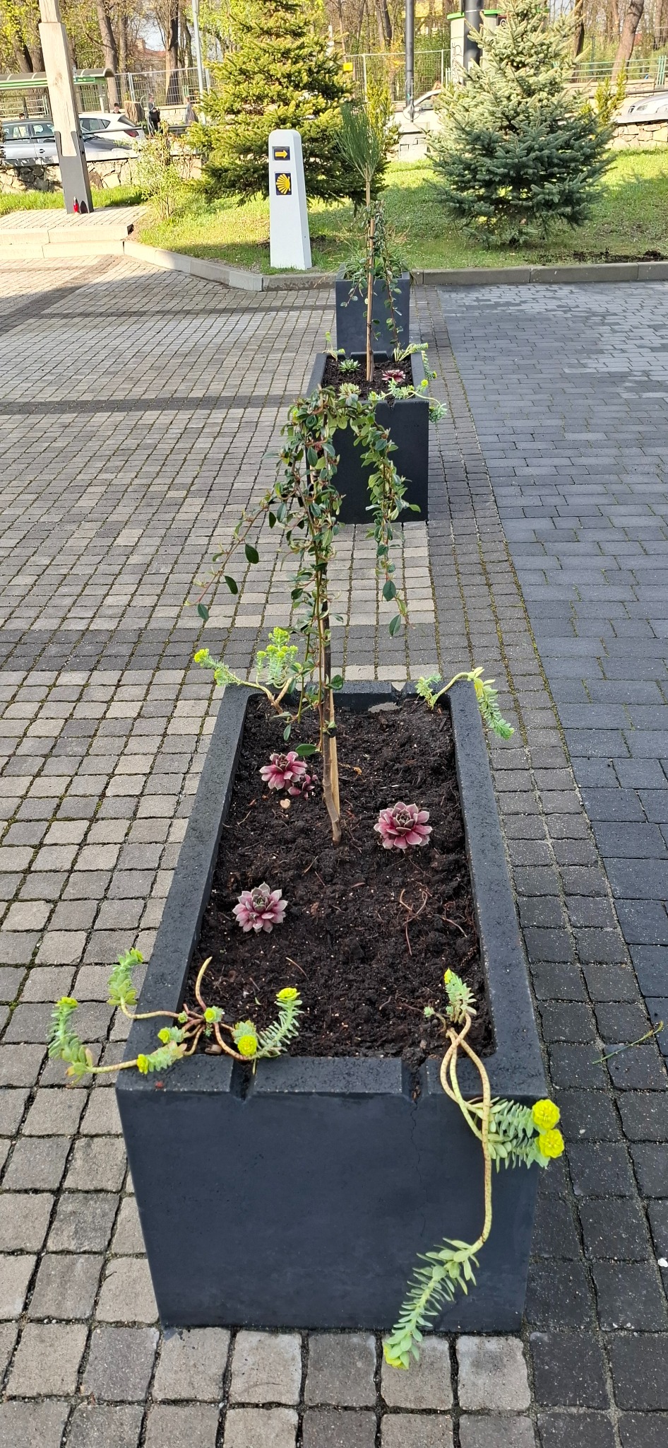 Długie, prostokątne donice z czarnego betonu obsadzone młodymi drzewkami i rozchodnikiem na brukowanym placu. Widoczne trzy donice w perspektywie, z żółtymi znakami drogowymi w tle.