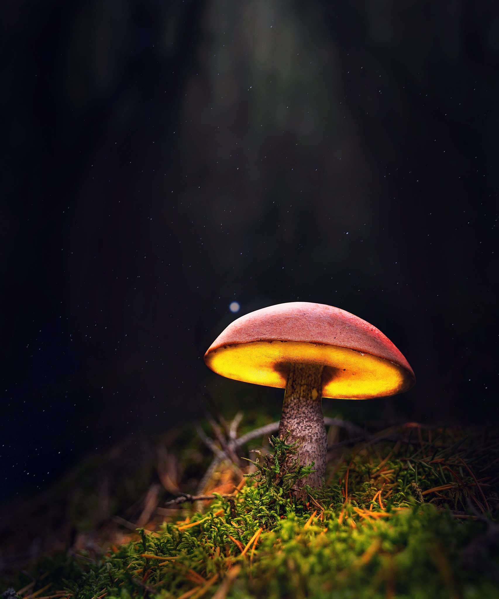 Ilustracja grzyba z czerwonym kapeluszem, podświetlonego od spodu żółtym światłem, na tle ciemnego lasu z widocznymi gwiazdami.