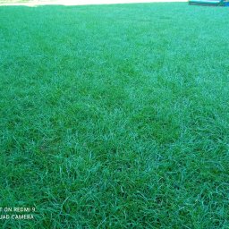 Sianie trawnika z pielęgnacją i odchwaszczaniem