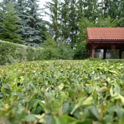 Niski żywopłot bukszpanowy, świeżo przycięty, z widocznymi młodymi przyrostami, na tle zieleni ogrodu i zadaszonego tarasu domu.