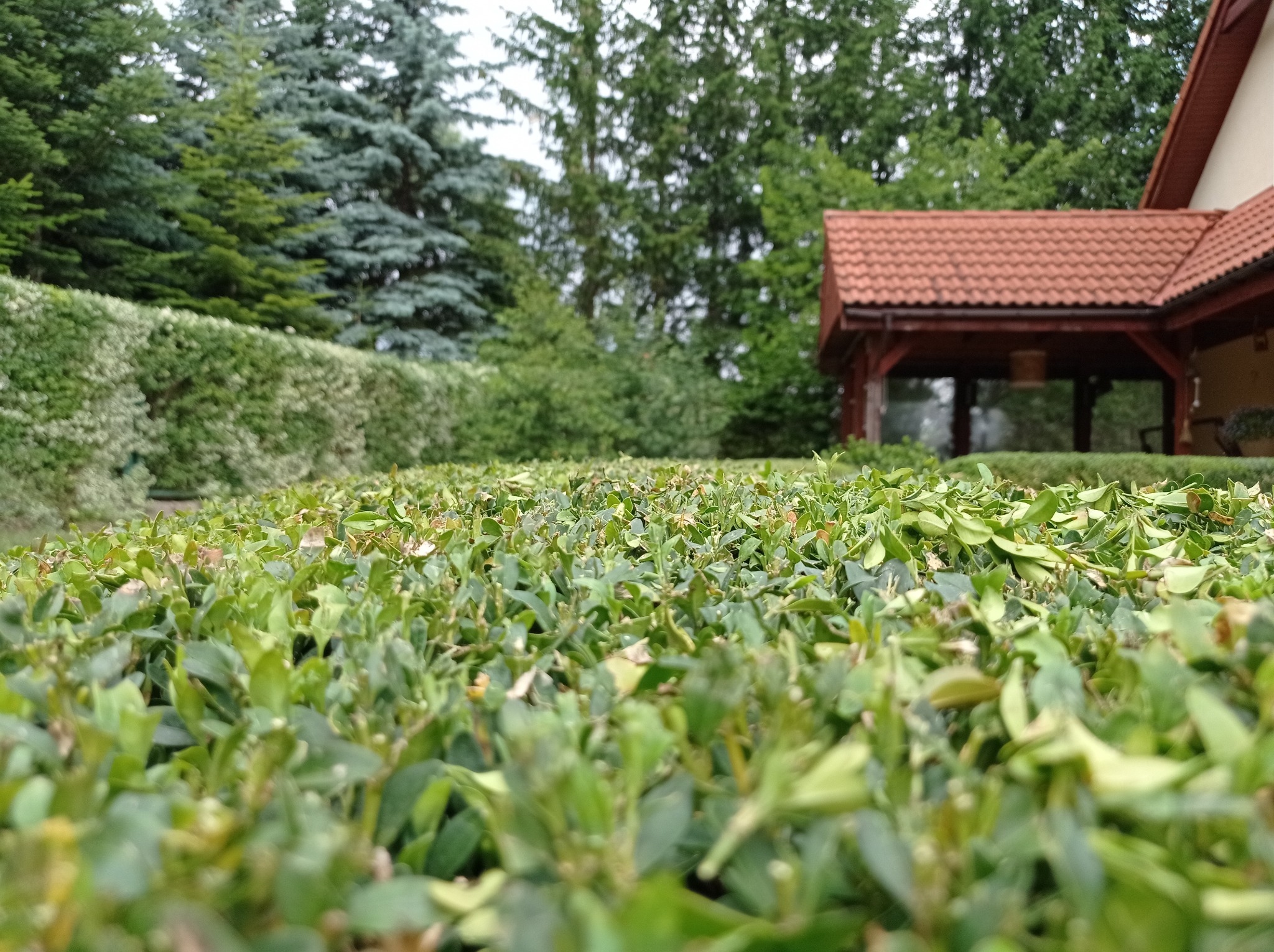 Niski żywopłot bukszpanowy, świeżo przycięty, z widocznymi młodymi przyrostami, na tle zieleni ogrodu i zadaszonego tarasu domu.