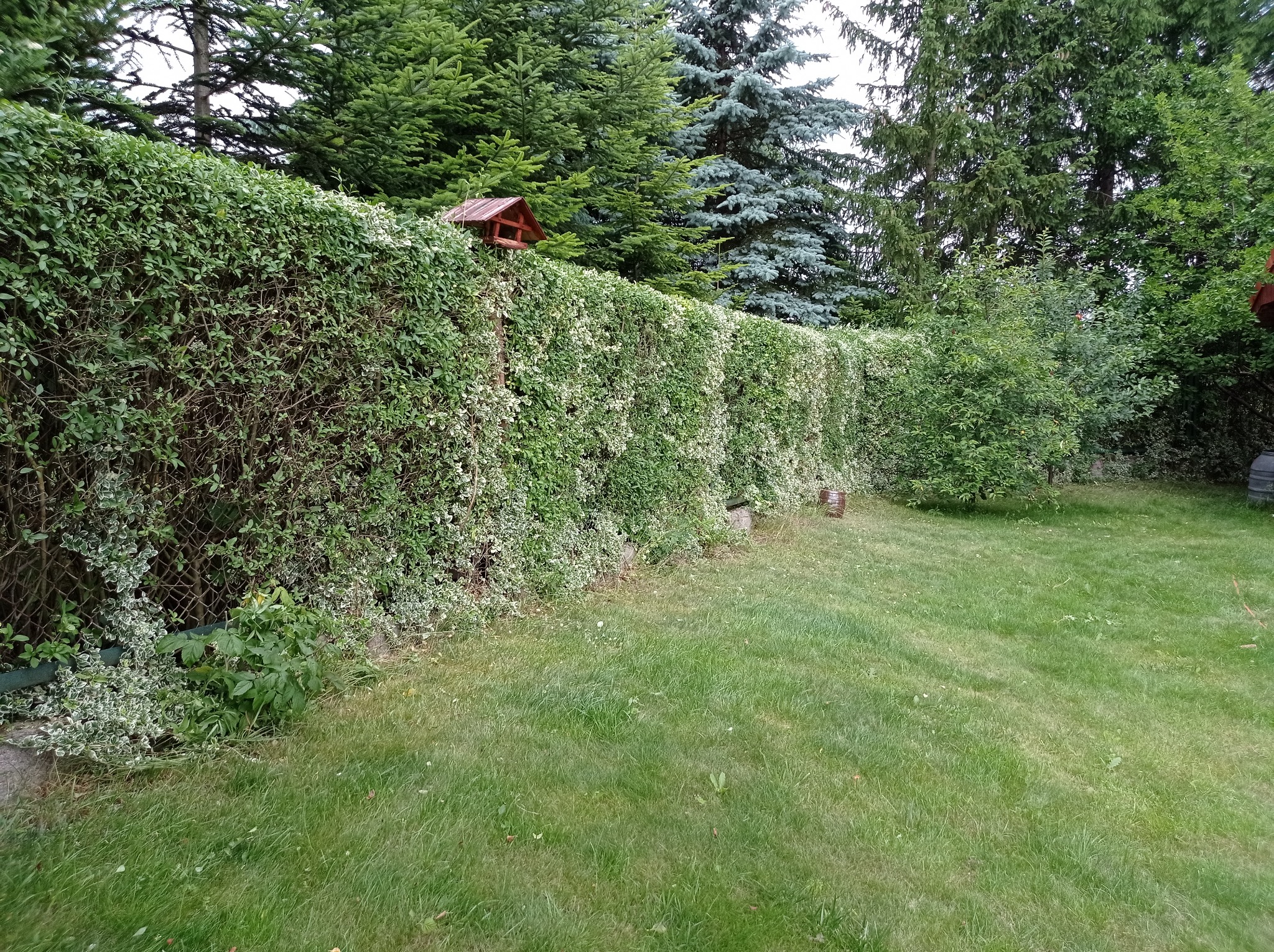 Długi, gęsty żywopłot z drobnymi, zielono-białymi liśćmi, częściowo oparty na siatce, z małym drewnianym karmnikiem dla ptaków na górze, otoczony zielonym trawnikiem i drzewami iglastymi w tle.