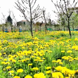Kolorowe ule w sadzie, otoczone polem kwitnących mniszków lekarskich, z widocznymi drzewami owocowymi i budynkami w tle.