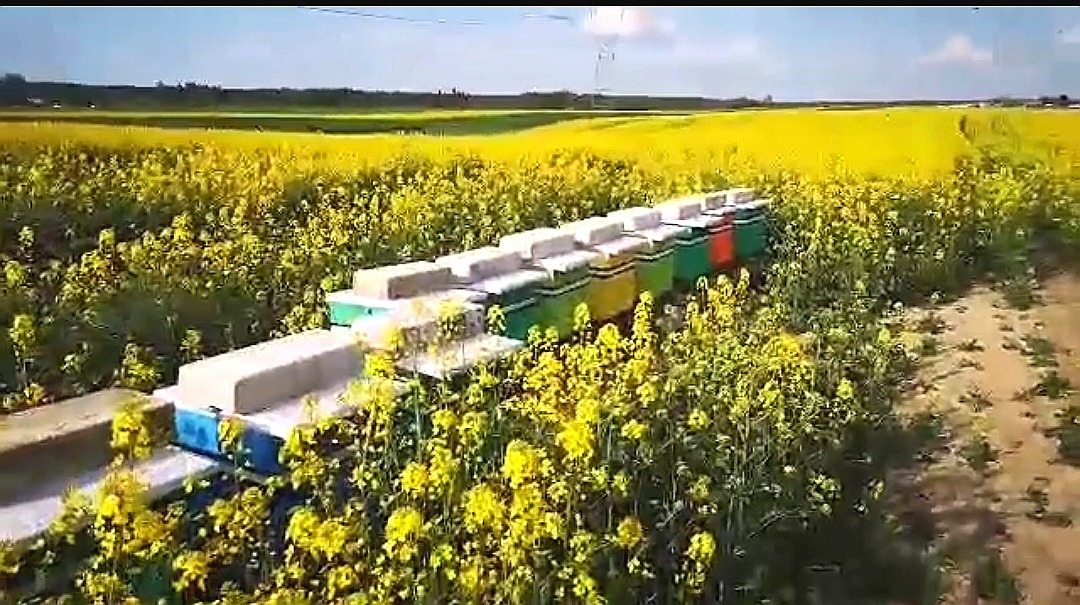 Rząd kolorowych uli otoczonych kwitnącym na żółto polem rzepaku, widok z góry.