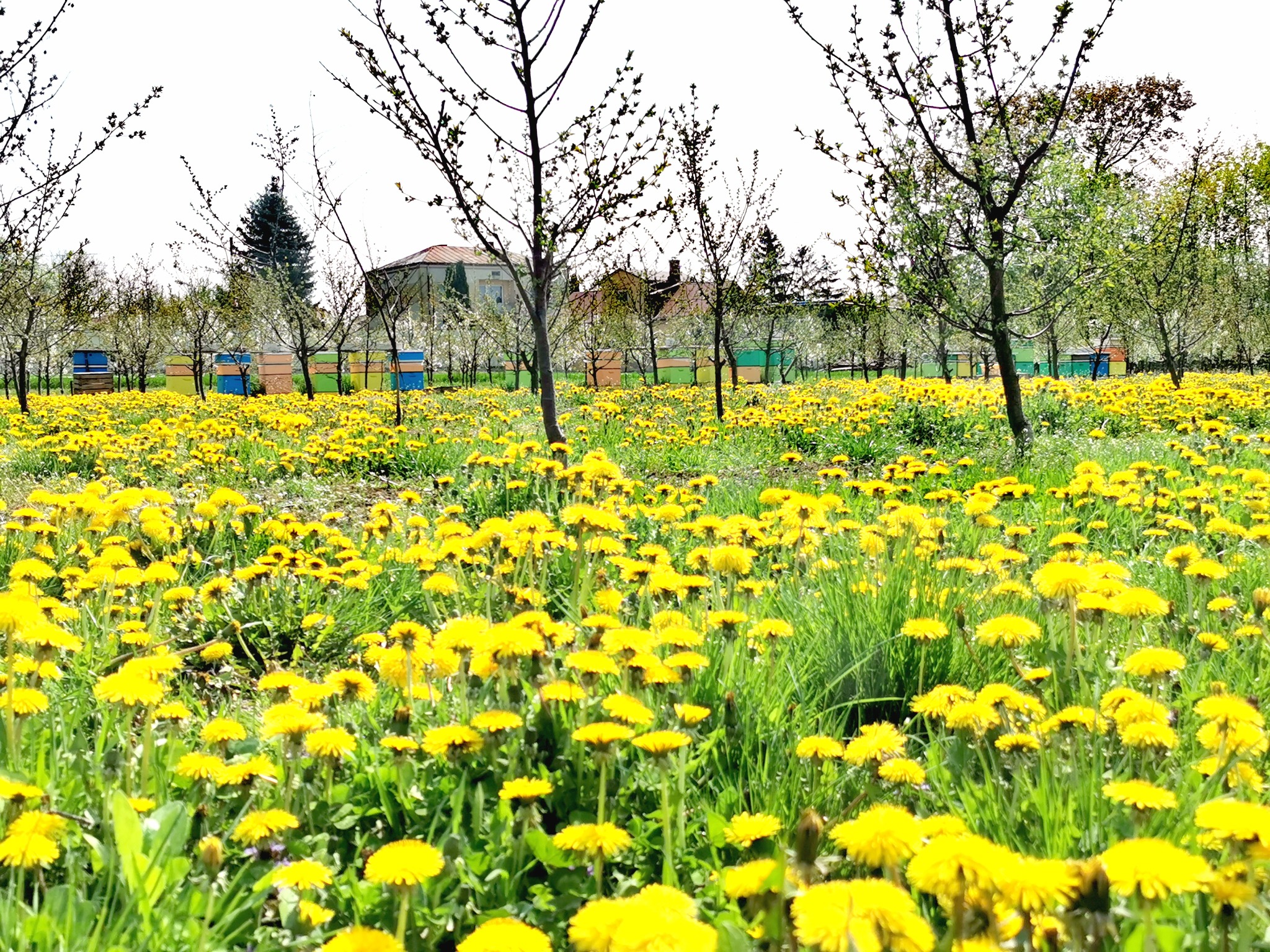 Kolorowe ule w sadzie, otoczone polem kwitnących mniszków lekarskich, z widocznymi drzewami owocowymi i budynkami w tle.