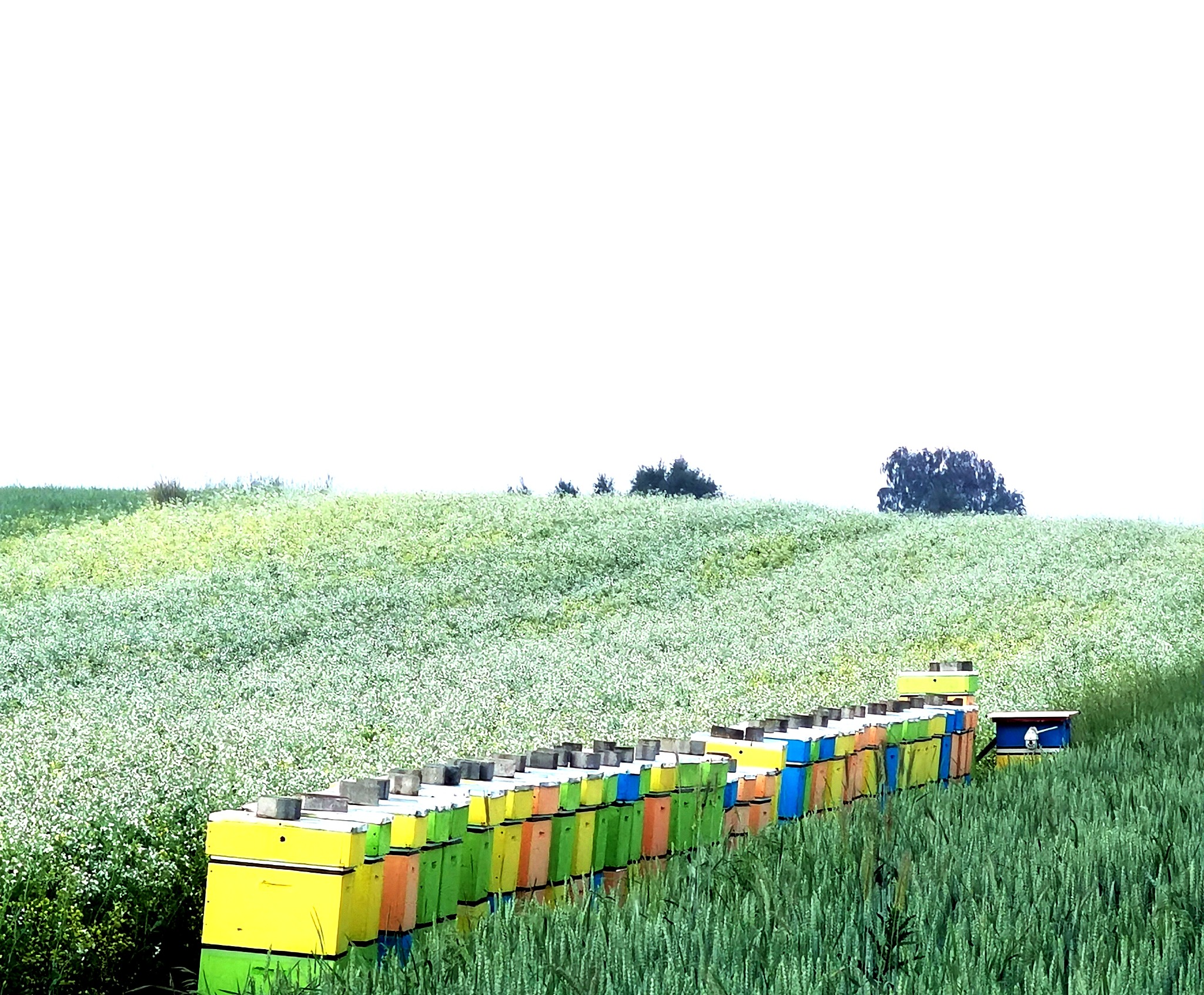 Kolorowe ule ustawione w rzędzie na skraju kwitnącego pola, widok z góry na wzgórze z roślinnością i drzewami w oddali pod jasnym niebem.