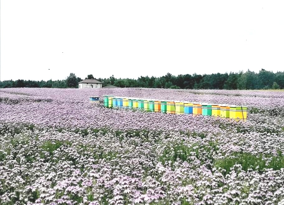 Kolorowe ule ustawione na kwitnącym polu facelii, w tle widoczny dom i las.