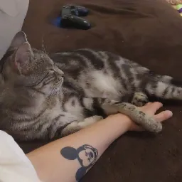 Śpiący pręgowany kot leży na brązowej sofie, opierając łapę na przedramieniu osoby z tatuażem Myszki Miki.