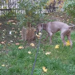 Weimaraner na smyczy wącha drzewko zabezpieczone siatką w jesiennym parku, na trawie leżą opadłe żółte liście.