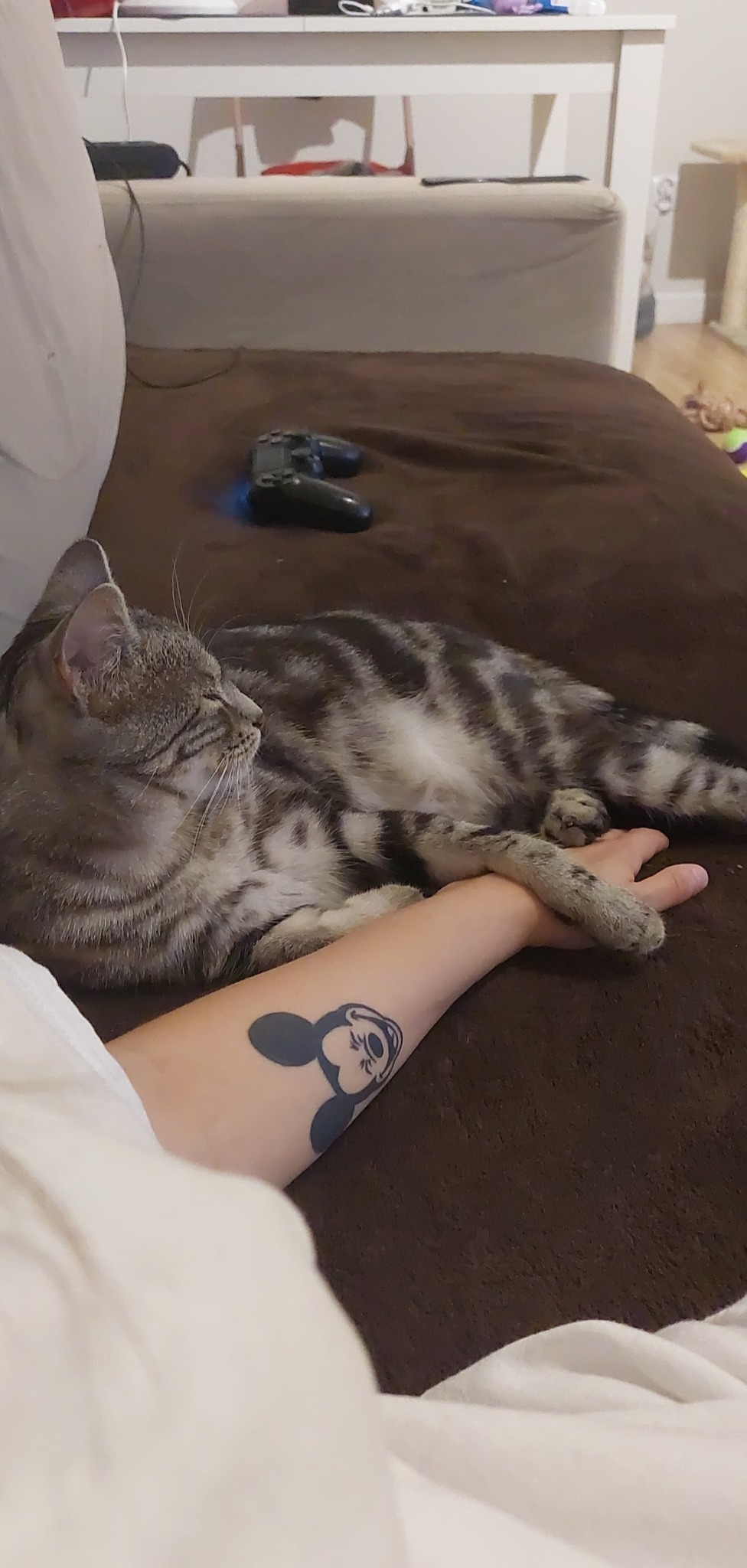 Śpiący pręgowany kot leży na brązowej sofie, opierając łapę na przedramieniu osoby z tatuażem Myszki Miki.