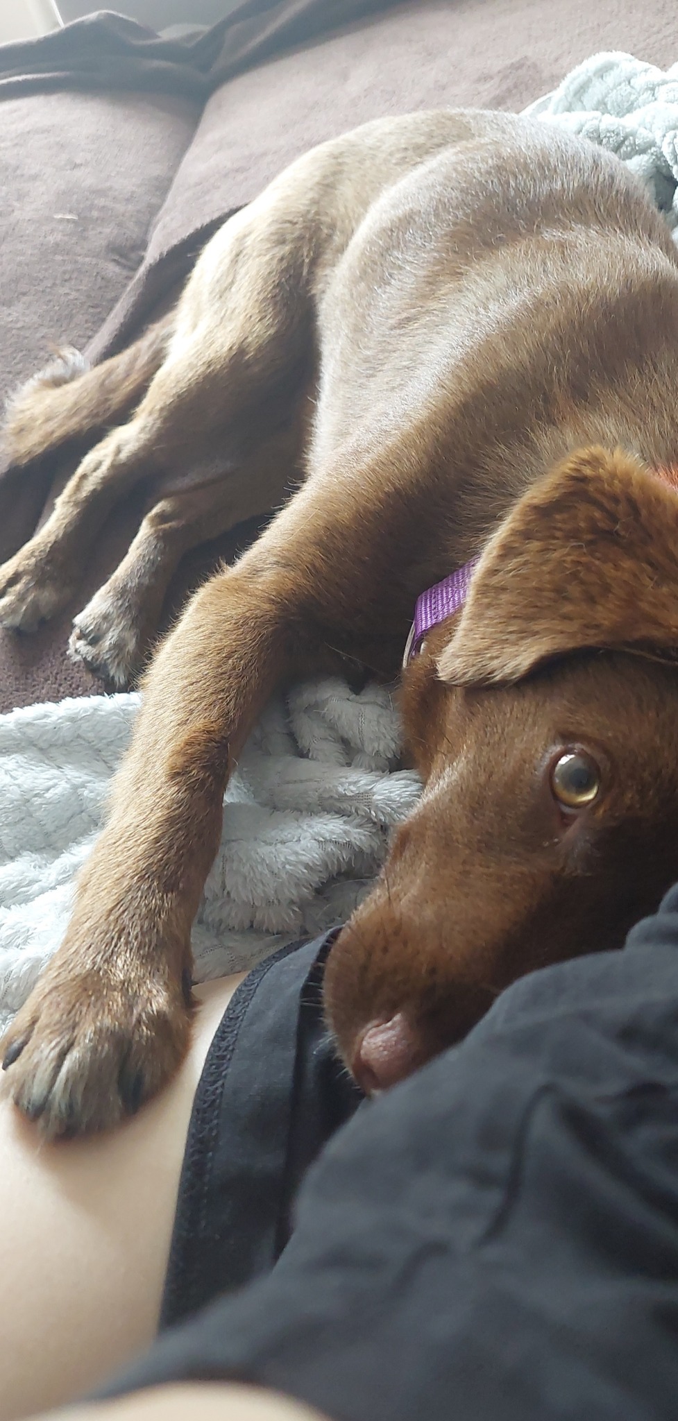 Brązowy pies rasy Labrador z fioletową obrożą odpoczywa na szarym kocu i brązowej kanapie, opierając głowę na czyjejś nodze ubranej w czarne spodnie.