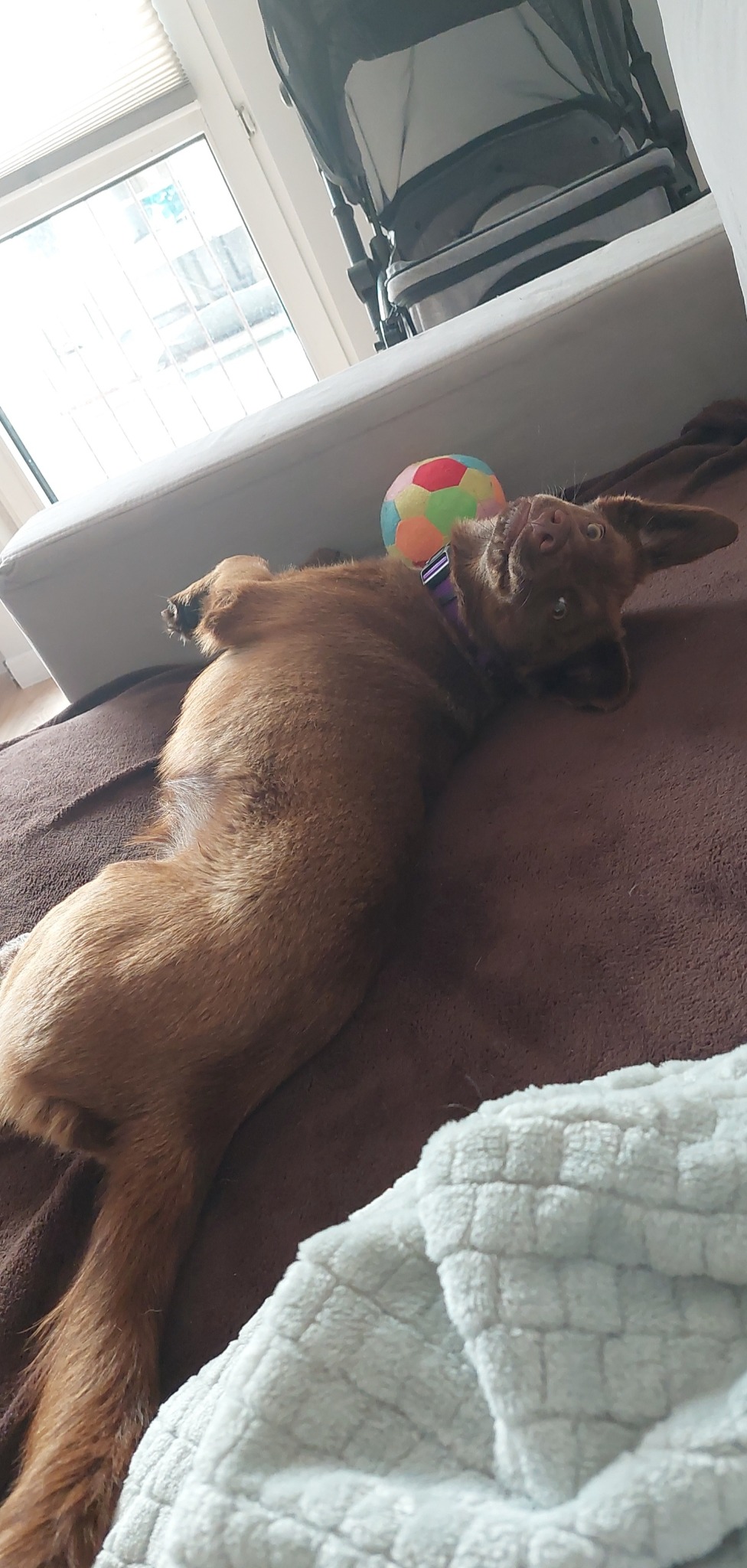 Brązowy pies rasy mieszanej z Siedlec leży na plecach na brązowym kocu z kolorową piłką obok, ubrany w fioletową obrożę, z wózkiem dziecięcym w tle.