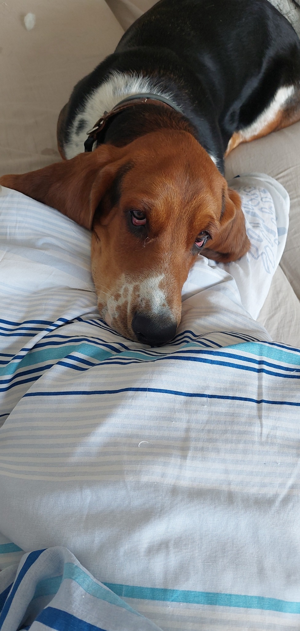 Śpiący pies rasy Basset Hound z brązową sierścią, czarnym grzbietem i białymi znaczeniami na pysku, leżący na poduszce w biało-niebieskie paski.