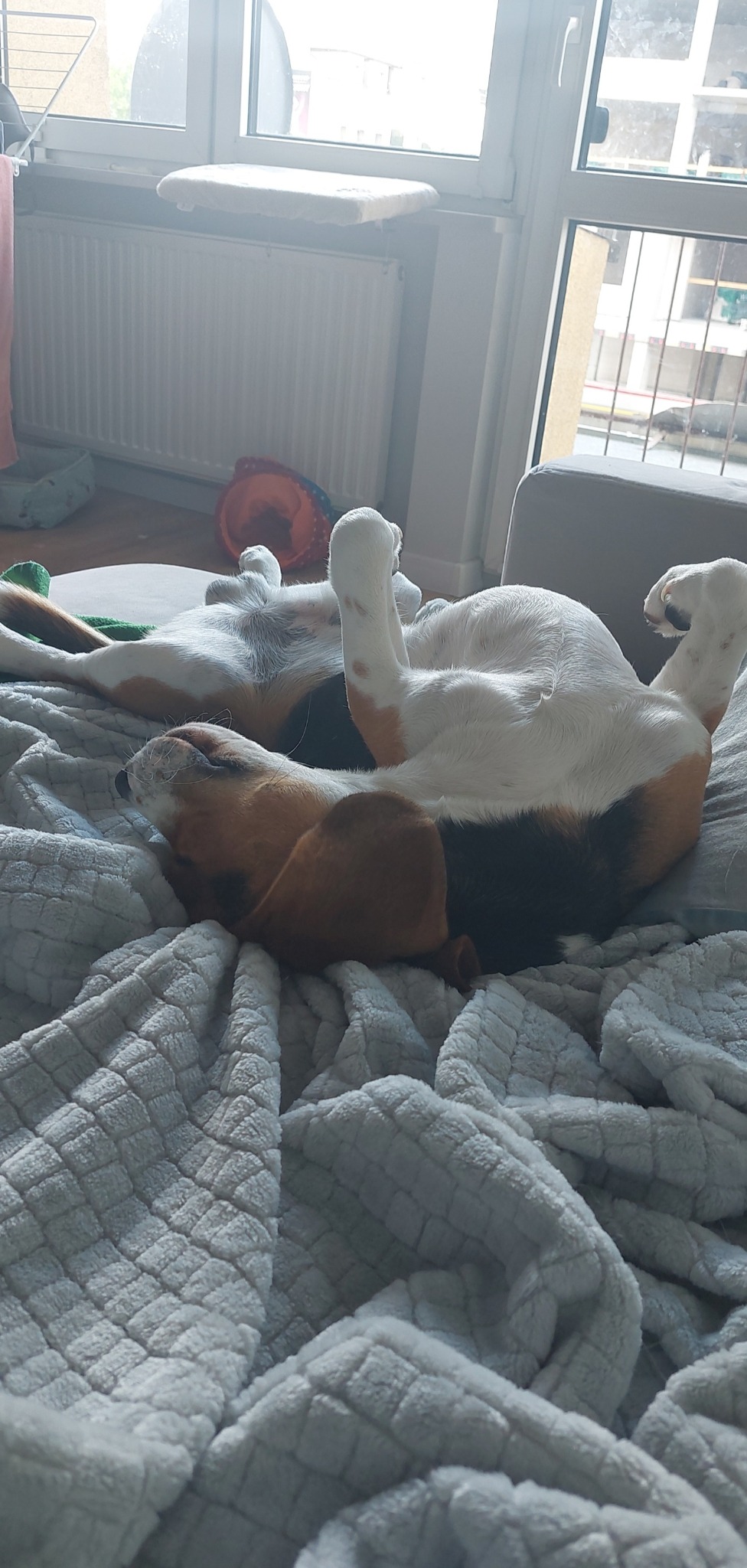 Dwa śpiące psy rasy beagle, jeden leżący na plecach z podniesionymi łapami, drugi z głową wtuloną w miękki, szary koc w kratkę na kanapie w jasnym pokoju.