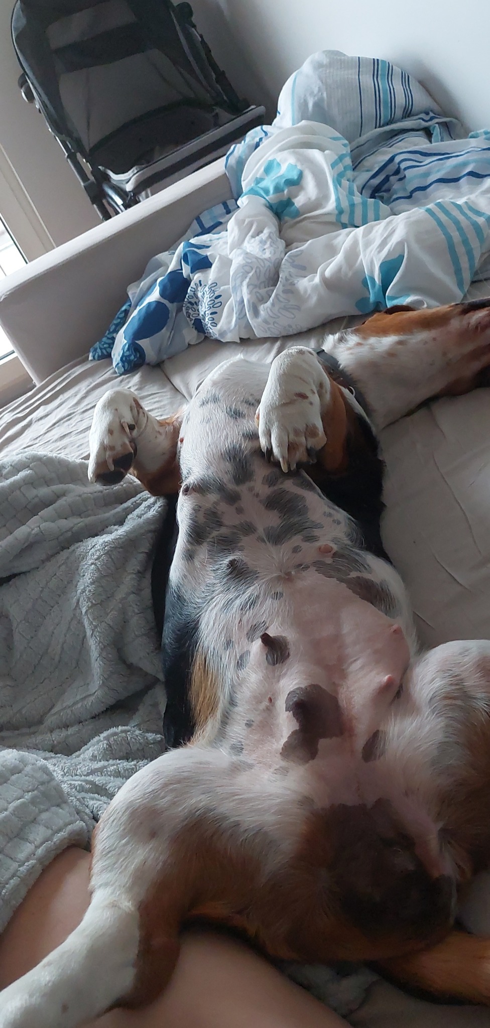 Śpiący pies rasy Basset Hound leży na plecach na łóżku z rozrzuconą pościelą, ukazując plamisty brzuch i białe łapy.