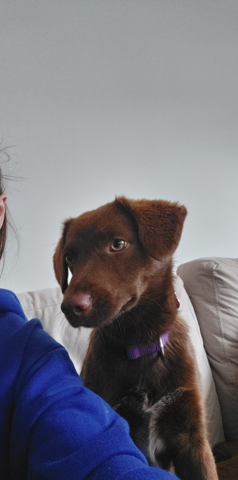 Czekoladowy labrador w fioletowej obroży siedzi na kanapie obok osoby w niebieskiej bluzie, spoglądając w lewo z zaciekawieniem.