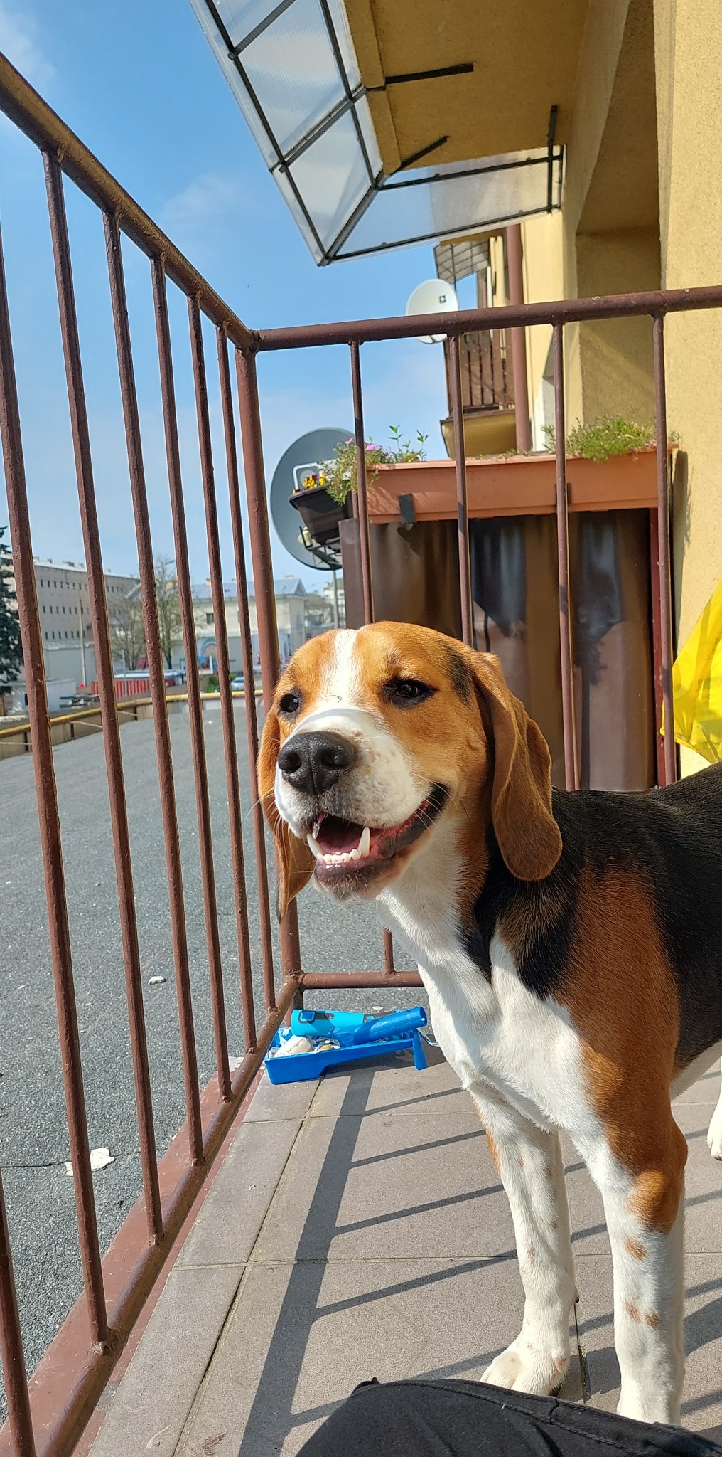 Uśmiechnięty beagle spogląda przez metalową barierkę balkonu na miasto w słoneczny dzień; obok leży niebieska kuweta z akcesoriami.