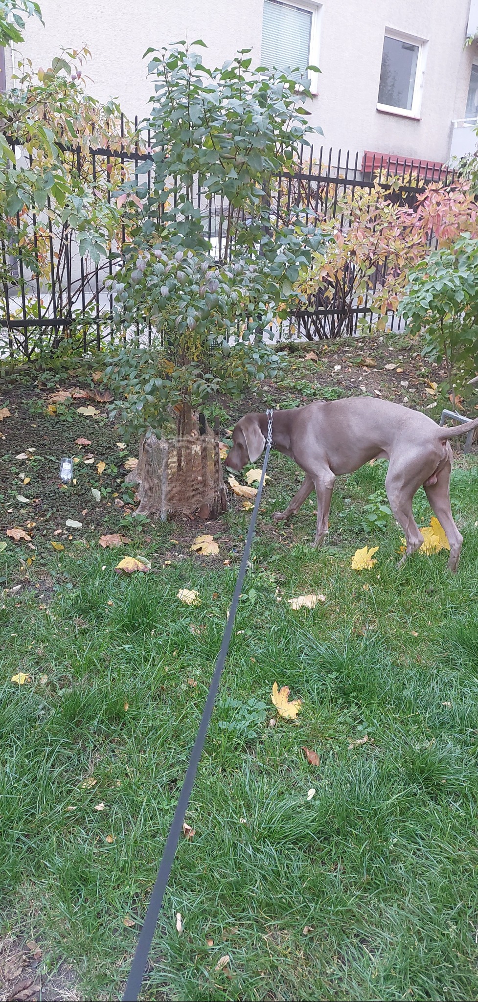 Weimaraner na smyczy wącha drzewko zabezpieczone siatką w jesiennym parku, na trawie leżą opadłe żółte liście.