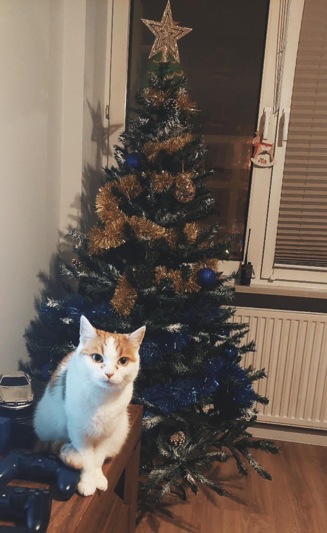 Biało-rudy kot siedzi na drewnianym stoliku, obok stoi choinka z niebieskimi i złotymi ozdobami, a w tle widać okno z żaluzjami.