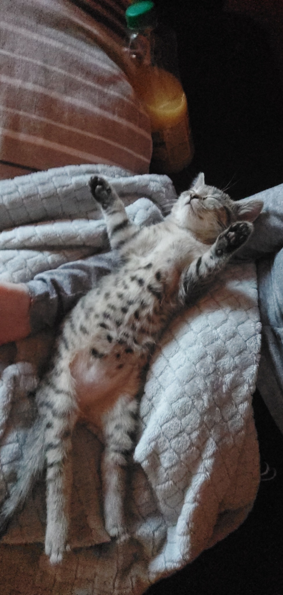 Śpiący kot rasy bengalski leży na plecach z rozłożonymi łapkami na miękkim, wzorzystym kocu, w tle widoczna butelka z napojem.