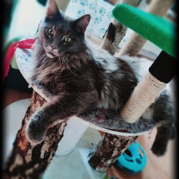 Robienie zakupów do domów Wrocław 2