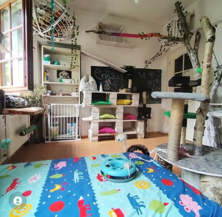 Pokój zabaw dla kotów z drzewem do drapania, półkami z palet, koszem wiklinowym pod sufitem i kolorową matą na podłodze.