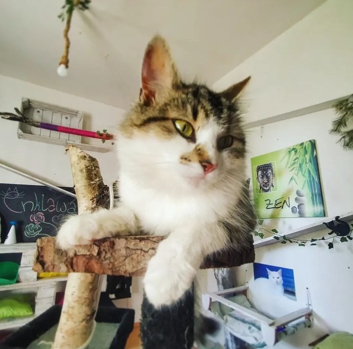 Biało-szary kot leży na drewnianej konstrukcji drapaka, w tle ściana z dekoracjami, w tym tablica z napisem 'Enklawa' i obrazek z motywem Zen.