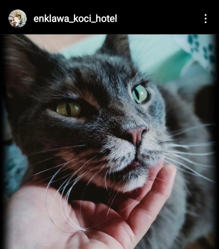 Szary kot z zielonymi oczami delikatnie dotykany pod brodą przez ludzką dłoń.