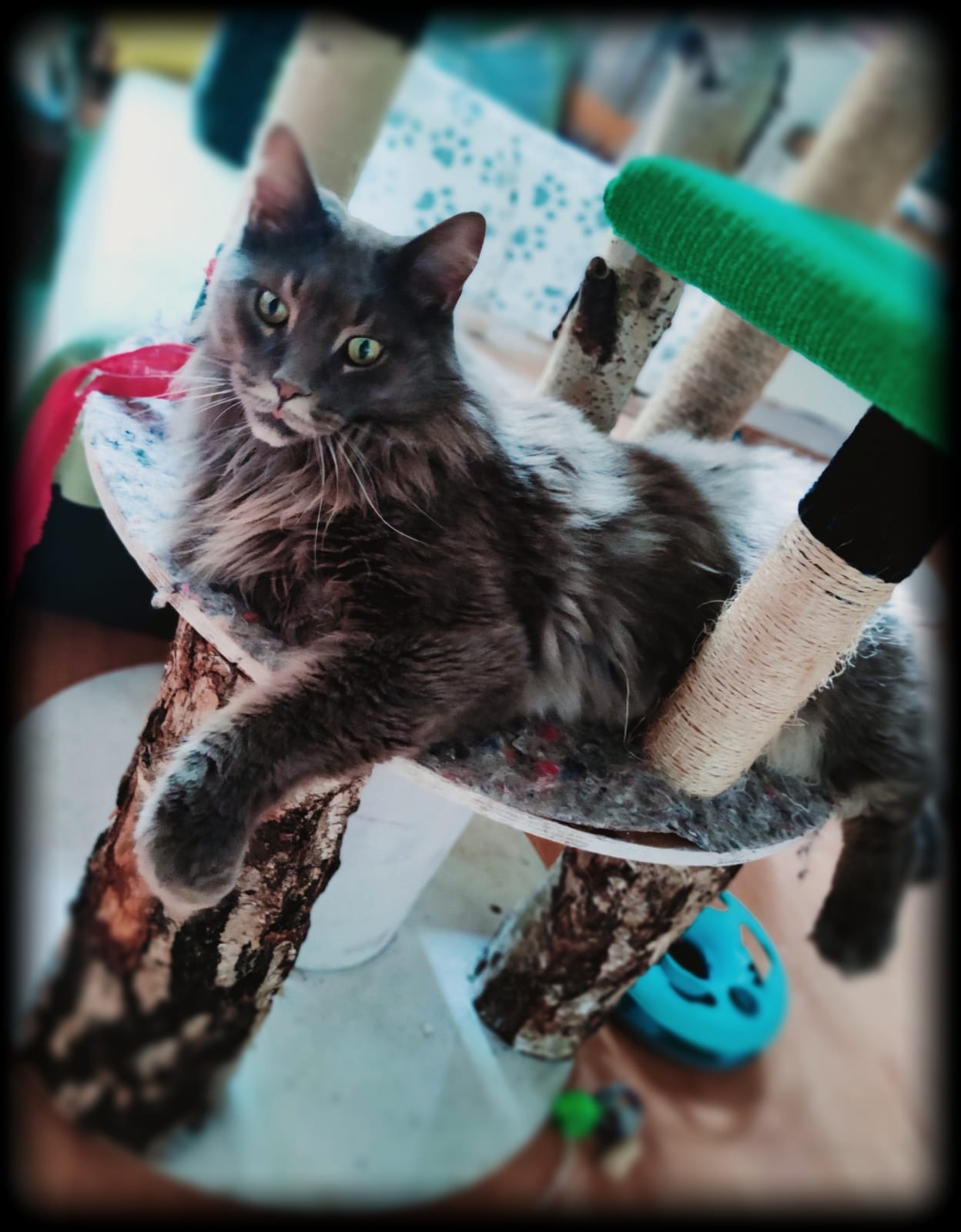 Szary kot rasy Maine Coon z zielonymi oczami leży na drapaku z surowego drewna i sizalowym sznurkiem, z niebieską zabawką w tle.