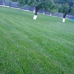 Karol Nadolnik - Trawnik z siewu 3 msc po wysianiu