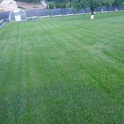 Karol Nadolnik - Zadbany trawnik z widocznymi pasami po koszeniu, ogrodzenie panelowe, drzewo z pomalowanym pniem na biało, szklarnia w tle. Całość w słoneczny dzień.