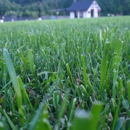 Karol Nadolnik - Nisko kątowe ujęcie gęstej, zielonej trawy z domkiem w tle. Trawa równo skoszona, tworzy jednolity dywan. Perspektywa podkreśla teksturę trawy.