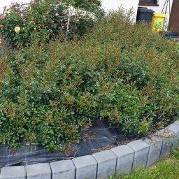 Karol Nadolnik - Kwitnący ogród przed domem z różami, krzewami i obrzeżem z szarych kostek. Widoczna czarna agrowłóknina. Ujęcie z poziomu gruntu, w tle okna domu.