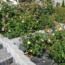 Karol Nadolnik - Kaskadowy ogród z różami w odcieniach różu i żółci, wykończony szarą kostką. Zastosowano agrowłókninę. W tle widoczny budynek mieszkalny.