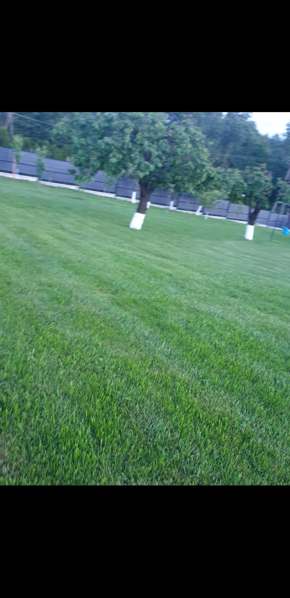 Trawnik z siewu 3 msc po wysianiu