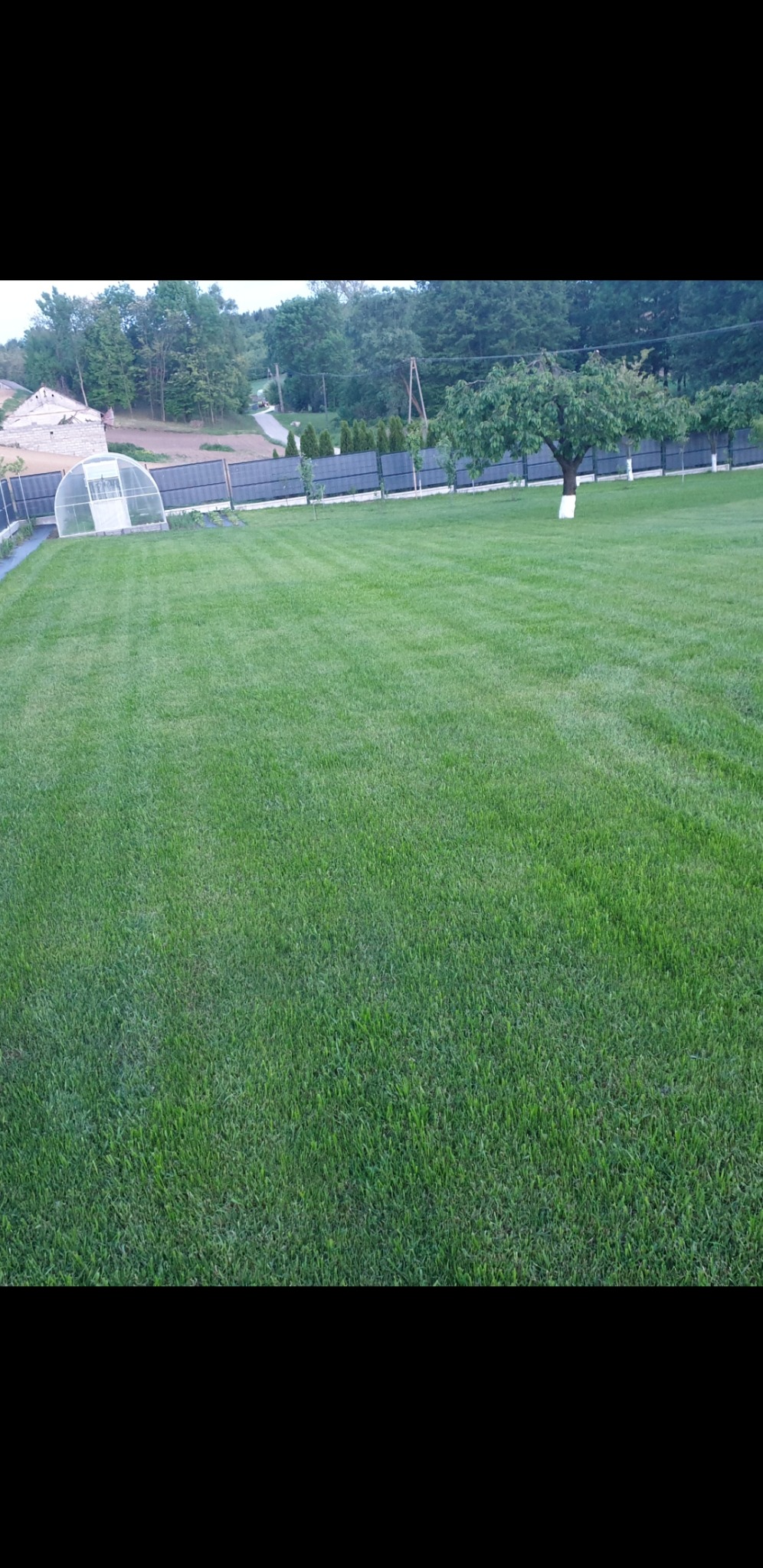 Zadbany trawnik z widocznymi pasami po koszeniu, ogrodzenie panelowe, drzewo z pomalowanym pniem na biało, szklarnia w tle. Całość w słoneczny dzień.