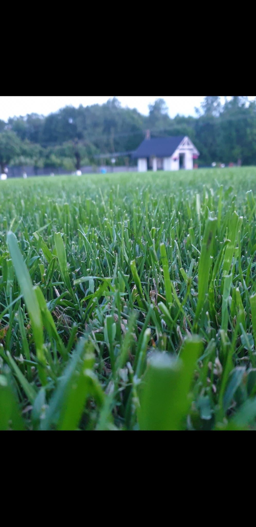 Nisko kątowe ujęcie gęstej, zielonej trawy z domkiem w tle. Trawa równo skoszona, tworzy jednolity dywan. Perspektywa podkreśla teksturę trawy.