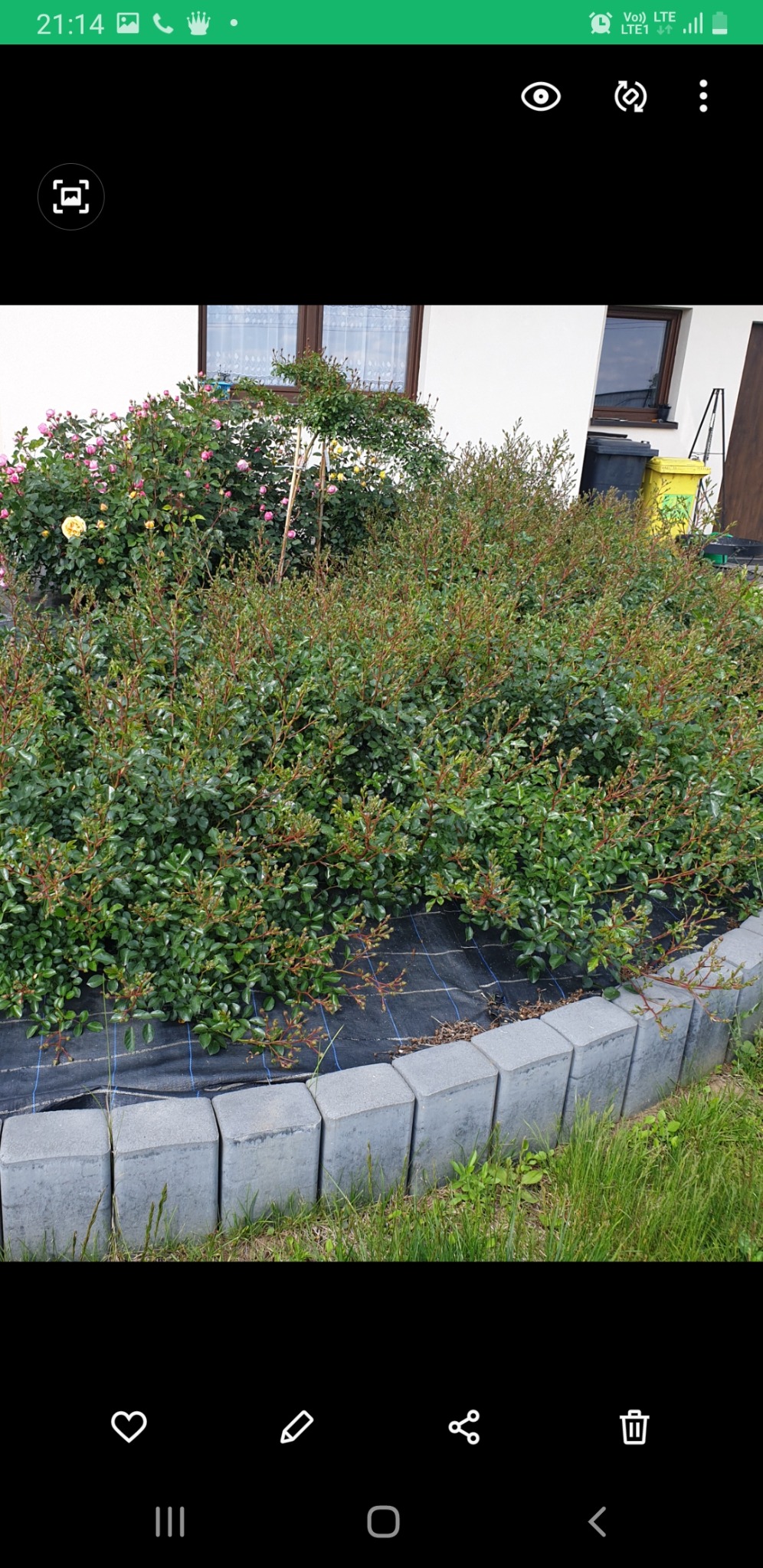 Kwitnący ogród przed domem z różami, krzewami i obrzeżem z szarych kostek. Widoczna czarna agrowłóknina. Ujęcie z poziomu gruntu, w tle okna domu.