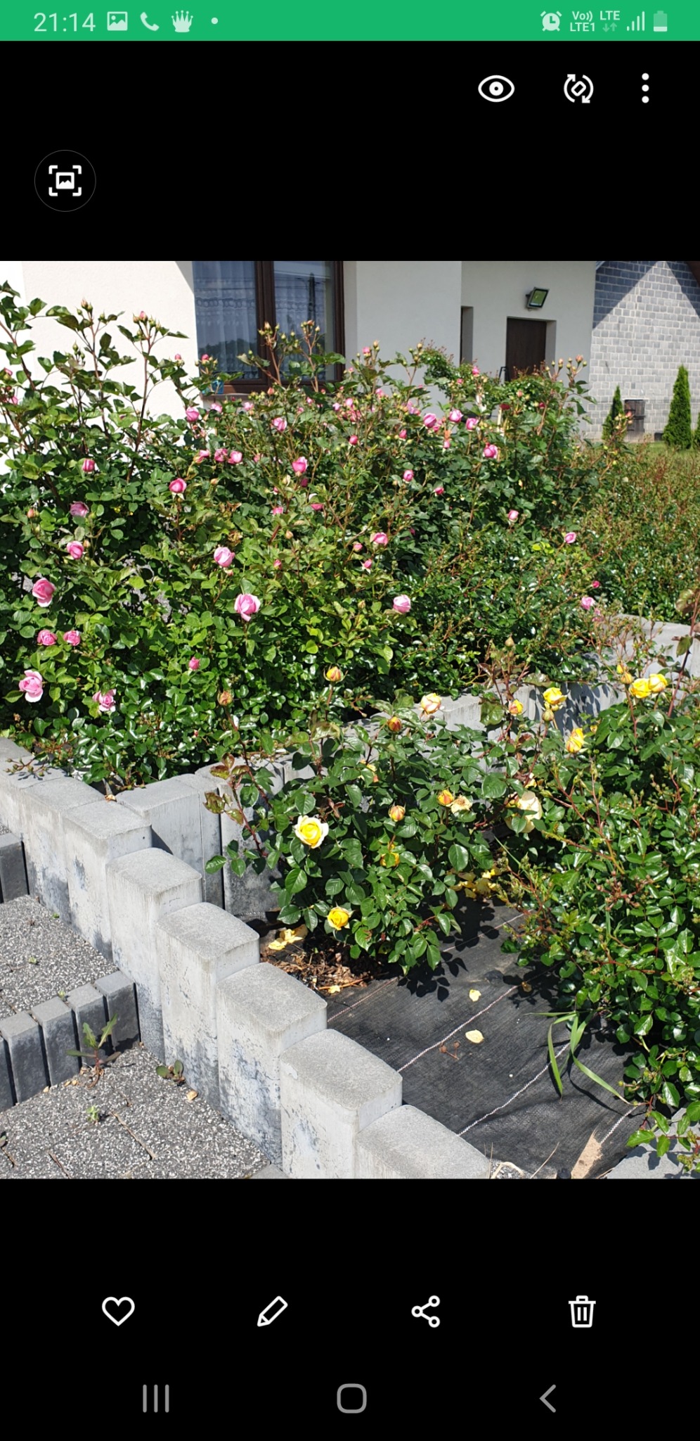 Kaskadowy ogród z różami w odcieniach różu i żółci, wykończony szarą kostką. Zastosowano agrowłókninę. W tle widoczny budynek mieszkalny.