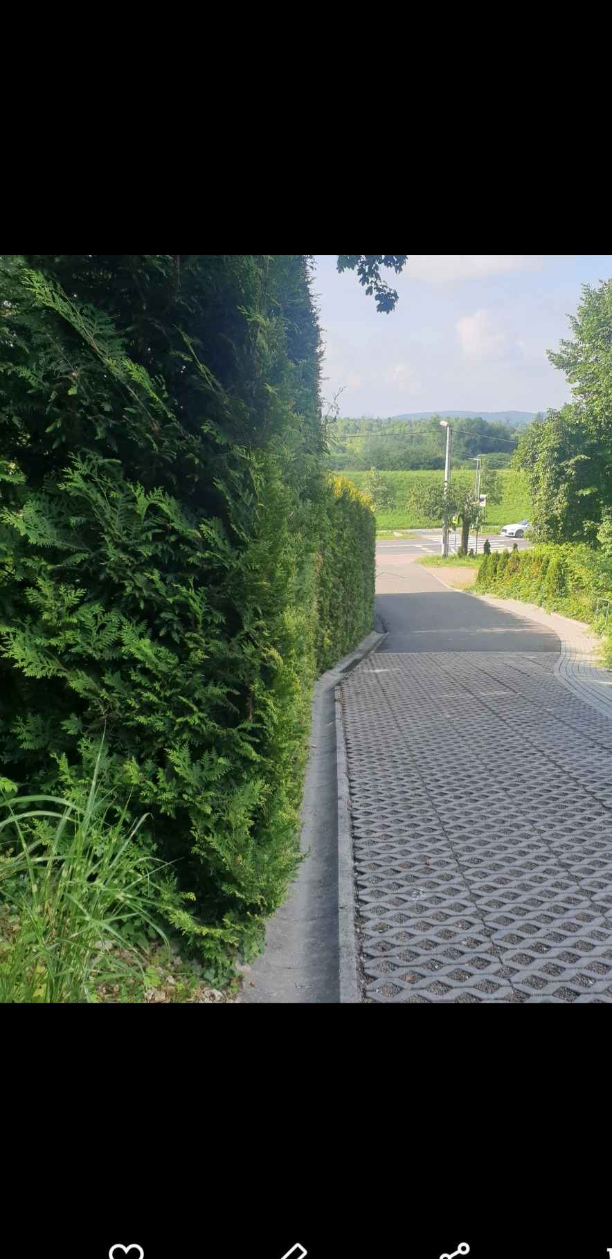 Długa, gęsta ściana z tuj oddziela posesję od drogi, widok na betonową ażurową nawierzchnię i okoliczne tereny zielone w słoneczny dzień.