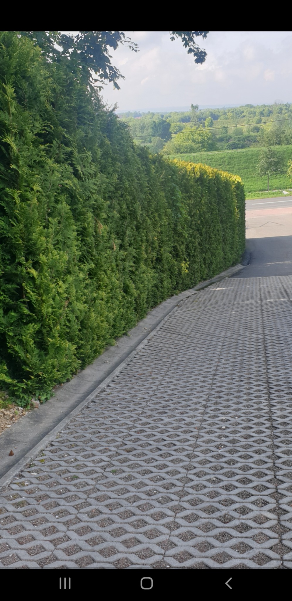 Równa, zielona ściana z tui przy ścieżce z ażurowych płyt w Proszowicach. W tle zielony krajobraz i niebo. Starannie przycięty żywopłot.