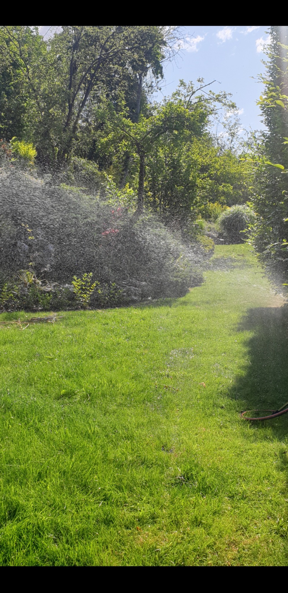 Automatyczne nawadnianie trawnika w ogrodzie, zraszacz rozpyla wodę na soczystą, zieloną trawę. W tle widoczne drzewa i krzewy.