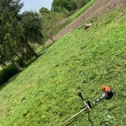 Palmeta - Skośny widok na trawnik po przycięciu, z leżącą kosiarką spalinową i widocznymi śladami cięcia, w tle drzewa i pole uprawne.