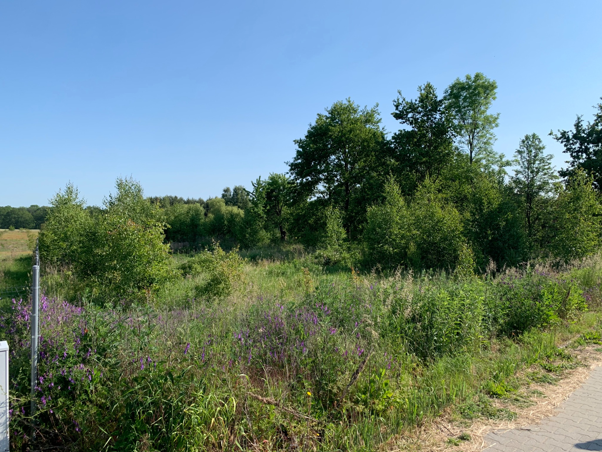 Fragment działki z bujną roślinnością, w tym drzewami, krzewami i fioletowymi kwiatami, widziany w słoneczny dzień.